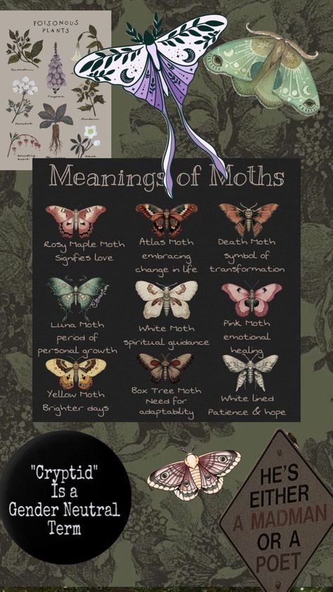 #moth #cryptidcore Mothcore Aesthetic, Types Of Moth, Bug Symbolism, Moth Deity, Types Of Moths Meaning, What Do Moths Symbolize, Types Of Moths Chart, Moth Spirit Animal Meaning, Moths Aesthetic