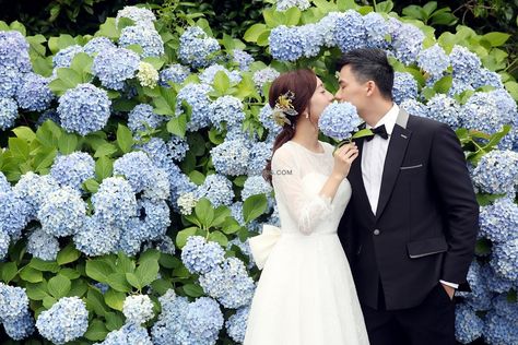 Hydrangea Season, Korea Pre Wedding, Outdoor Shoot, Wedding Company, Jeju Island, Pretty Sky, Wedding Story, Wedding Photoshoot, Macau