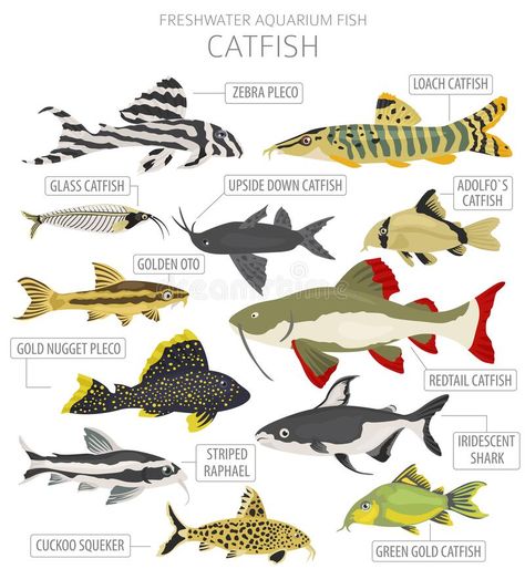 Catfish Aquarium, Catfish Illustration, Catfish Fish, Aquarium Catfish, Fish Chart, Fish Tank Design, Fish Icon, Fresh Water Fish Tank, Freshwater Aquarium Fish