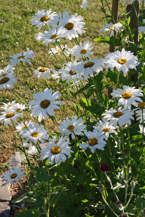 Giant Daisy, Wildflower Bouquet, Green Garden, Front Garden, Daisy Flower, Pretty Things, Landscape Design, Wild Flowers, Soil