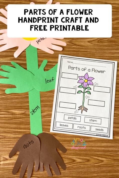 Need a fun craft for your bulletin board? We’ve got you covered with this Parts Of A Flower Handprint Craft to go along with your plant unit. Plant Life Cycle Craft, Life Cycles Preschool, Primary Playground, Flower Life Cycle, Flower Handprint, Planting A Rainbow, Plants Kindergarten, Plants Classroom, Plant Lessons