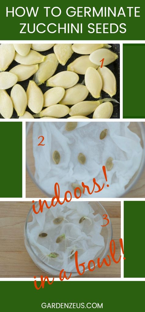 How to germinate zucchini seeds indoors in a bowl! #zucchini #seeds #gardening #germinate How To Plant Zucchini Seeds, Grow Zucchini From Scraps, How To Germinate Seeds Indoors, Growing Zucchini In Containers, Avocado Growing, Grow Tomatoes Indoors, Seed Growth, Germinate Seeds, Germinating Seeds