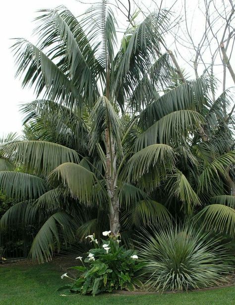 Kentia Palms (Howea Forsteriana). Howea Forsteriana, Palm Tree Flowers, Plants Under Trees, Kentia Palm, Zone 9, Contemporary Garden, Wild Plants, Tropical Landscaping, Exotic Plants