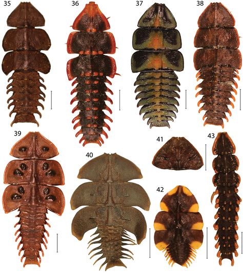 Trilobite Beetle, Insect Anatomy, Weird Insects, Cool Insects, Cool Bugs, Interesting Animals, Beautiful Bugs, Arthropods, Creepy Crawlies