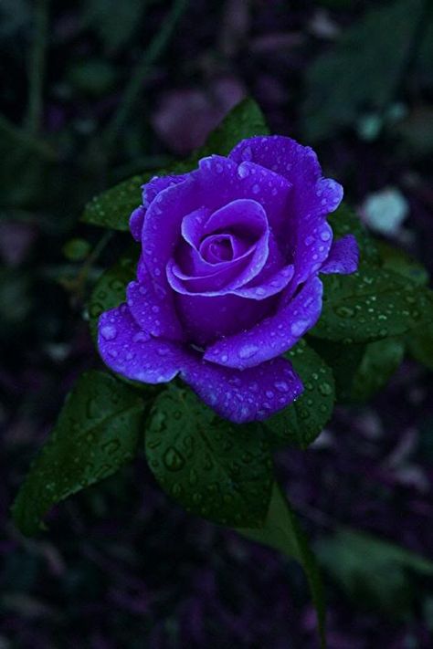 Purple rose The Will Of God, Will Of God, Rose Belle, Rose Violette, Rose Pictures, Most Beautiful Flowers, All Things Purple, Beautiful Rose Flowers, Purple Rose