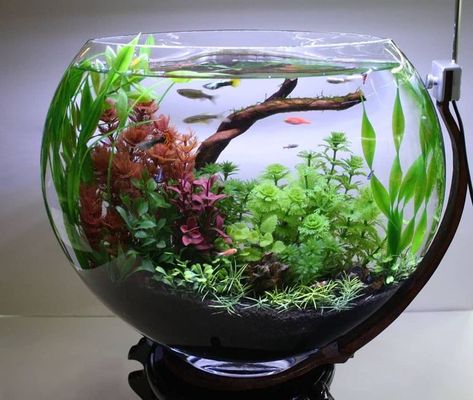 Betta Fish Bowl, Water Terrarium, Tanaman Air, Aquarium Garden, Fish Tank Design, Aquaponics Fish, Indoor Water Garden, Aquarium Terrarium, Nano Aquarium