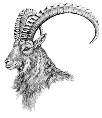 Ibex and Owl, A Natural Habitat. – Ibex and Owl Ibex Goat, Tattoo House, Monochrome Drawing, Woodburning Ideas, Tattoo Chest, Goat Art, Capricorn Tattoo, Draw Animals, Svg Images