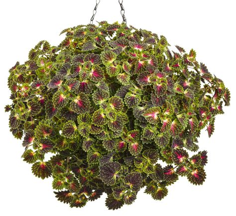 Coleus Scutellarioides, Coleus Care, Strawberry Drop, Big Pots, Landscape Features, Window Boxes, Organic Matter, Drought Tolerant, Types Of Plants