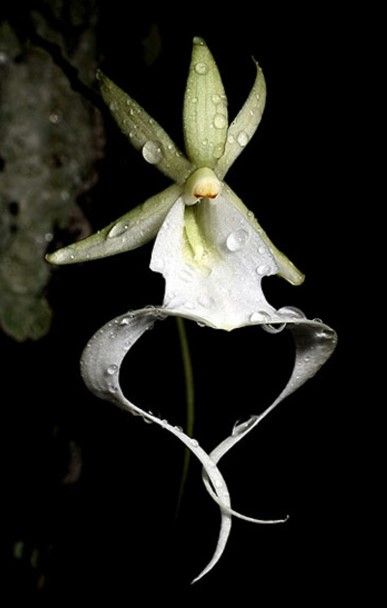 Ghost Orchid, Rare Flowers, Pretty Plants, Orchid Flower, Exotic Flowers, Large Picture, In Bloom, Print Gifts, Pretty Flowers