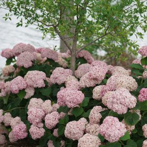 Hydrangea arborescens Incrediball Blush 3 Incredible Hydrangea, Incrediball Hydrangea Landscaping, Ffa Lamb, Hydrangea Arborescens Incrediball, Light Pink Hydrangea, Foundation Garden, Blush Hydrangea, Incrediball Hydrangea, Front Porch Garden