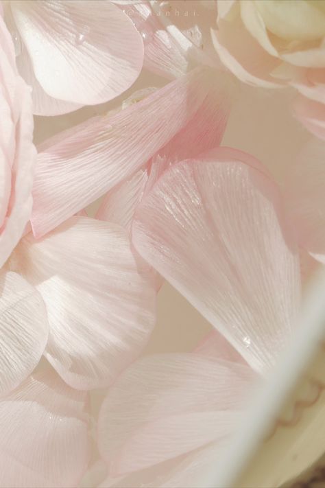 Flower Petals Aesthetic, Background Design Aesthetic, Baby Pink Aesthetic, Nothing But Flowers, Aesthetic Cute, Art Style Inspiration, Alam Yang Indah, Design Aesthetic, Story Instagram