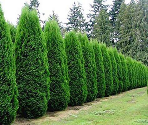 15 American Arborvitae, Thuja occidentalis, Tree Seeds by Seeds and Things Evergreen Trees For Privacy, Emerald Green Arborvitae, Arborvitae Tree, Privacy Trees, Landscaping Trees, Privacy Plants, Privacy Landscaping, Garden Shrubs, Fence Landscaping