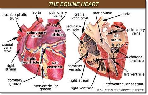 The Equine Heart Equine Vet Tech, Vet Study, Equine Science, Veterinarians Medicine, Equine Veterinarian, Training Horses, Vet Tech Student, Equine Massage, Equine Veterinary