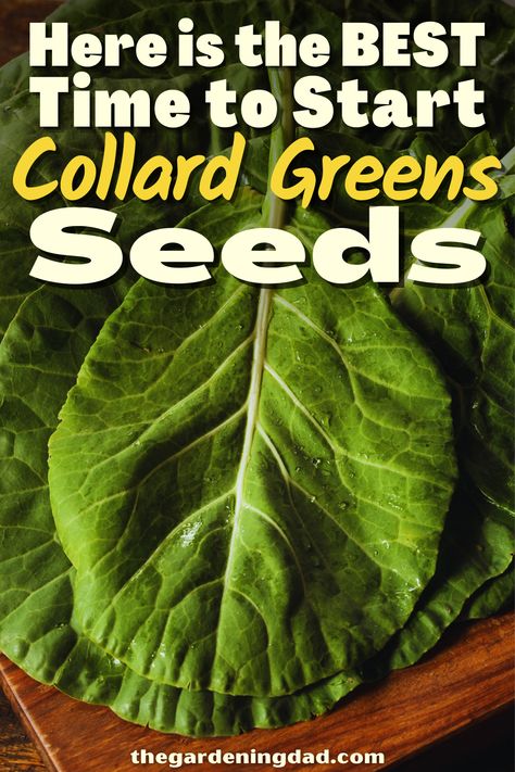 Growing Collard Greens, Collard Green, Green Pumpkins, Nursery Landscape, Tools For Gardening, Seeds Planting, Vegetables Salad, Gardening Seeds, Vegetable Planters