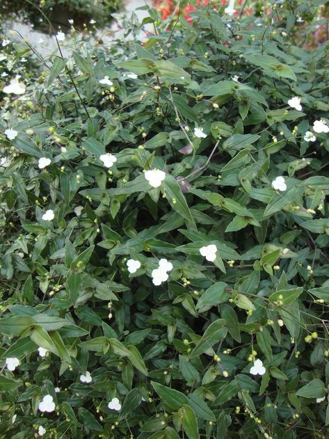 Tahitian Bridal Veil Plant, Bridal Veil Plant, Plant Palette, Cut Flower Garden, Outdoor Flowers, Bridal Veil, Outdoor Projects, Cut Flowers, Nature Beauty