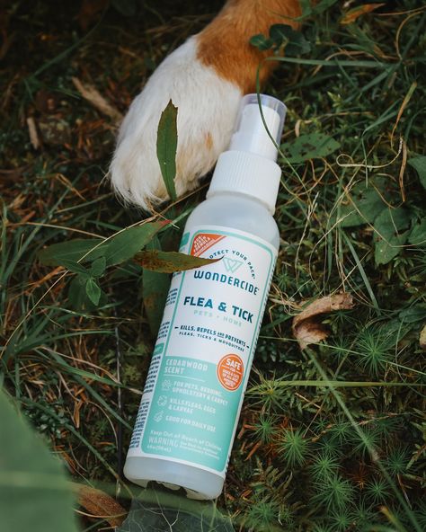 Fall exploring essentials: flea and tick protection. You’ll usually find a travel bottle of @wondercide in my treat pouch when we’re running around on a mountain. I actually like most bugs. Bees and butterflies are always exciting to see. I have 0 tolerance for bugs on the dogs though. We’ve been using Wondercide for years now! I spray the pups when we head out and then give my own legs a little spritz. So far, we haven’t found a flea or tick on either of them. I like that this is natural an... Bees And Butterflies, Upholstery Bed, Treat Pouch, Travel Bottles, Flea And Tick, The Dogs, Pet Home, Ticks, Bugs