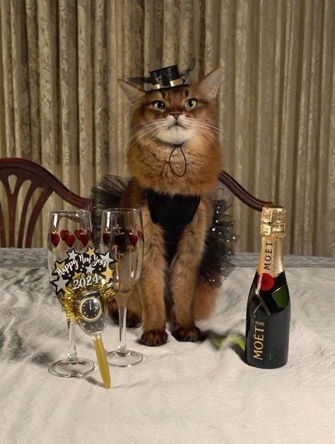 New Year Cats Funny, New Years Cat Pfp, New Years Cat, Cat Happy New Year, Happy New Year Cat, Animal Character Design, New Year Cat, Guess The Animal, Cat Pfps