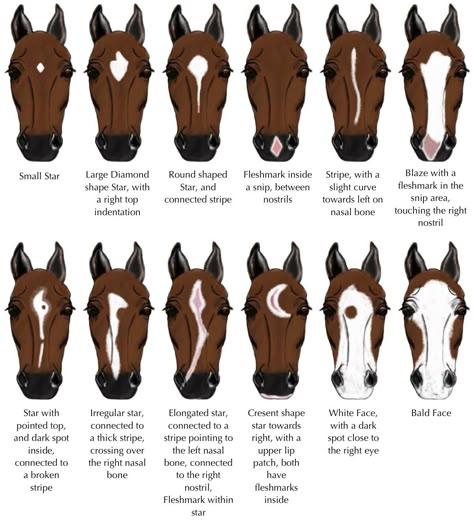 Horse Color Chart, Horse Markings, Horse Coat Colors, Horse Facts, Horse Riding Tips, Horse Anatomy, Horse Camp, Hobby Horses, Funny Horses