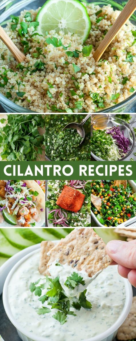 fresh cilantro recipes photo collage Fresh Cilantro Recipes, Salsa Fresca Recipe, Cilantro Lime Quinoa, Fresh Herb Recipes, Cilantro Recipes, Vegan Side Dishes, Best Vegetarian Recipes, Dressing Recipes, Stuffed Avocado Healthy