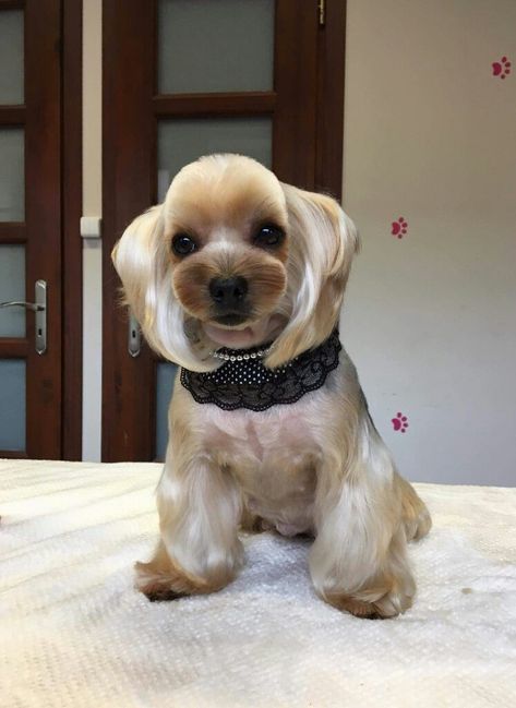 Yorkie Cuts, York Terrier, Shaved Pixie Cut, Puppy Haircut, Yorkie Haircuts, Shaved Pixie, Dog Grooming Styles, Dog Faces, Dogs Grooming