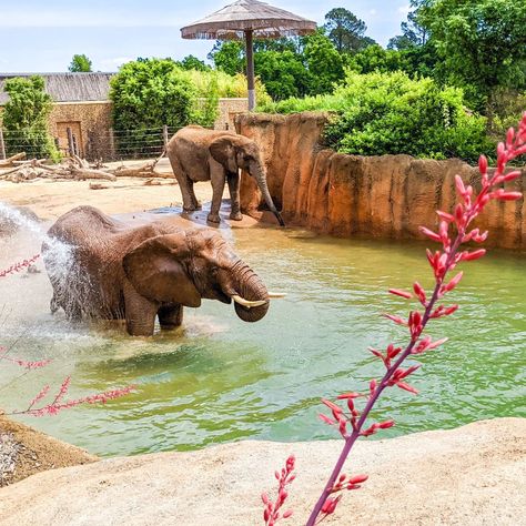 Do your kids love animals? Check out these 5 zoos & wild life centers found around East Texas. CALDWELL ZOO 📍Tyler, TX Cheetah, 🐆 Black Rhinoceros, 🦏 Reticulated Giraffe, 🦒 Kudu, 🐃 Zebras 🦓 White tiger ⚪🐅 African Penguin 🐧 African elephant 🐘 Bald Eagle 🦅 Alligator 🐊 Lions 🦁 And so many more! **New South American exhibit opening fall 2024 with: Otters 🦦 Leopard 🐆 Macaw aviary 🦜 Capybara 🐹 Petting zoo 🐐 Tamarin 🐒 ELLEN TROUT ZOO 📍Lufkin, TX Nile hippos 🦛 Giraffes 🦒 Jag... Macaw Aviary, Reticulated Giraffe, Elephant Zoo, Animal Enclosures, Black Rhinoceros, African Penguin, Animal Experiences, Clouded Leopard, Zoo Keeper