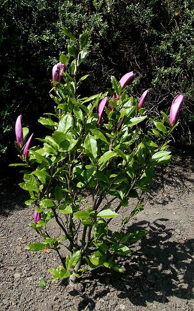 magnolia 'Susan' | Vernon Hyde | Flickr Magnolia Susan, Bonsai Tree, Secret Garden, Magnolia, Plants