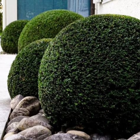 Yew Topiary Balls, Taxus Baccata Ball, Yew Balls, Cape Dutch, Japanese Zen Garden, North Garden, Topiary Garden, Planting Ideas, Japanese Zen