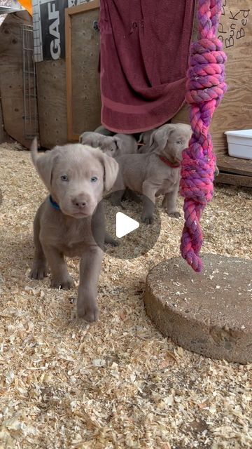 silver lining labradors on Instagram: "Babies!   🐾 • ❤️ • 🐾 • ❤️ • 🐾 • ❤️ • 🐾 • ❤️ •🐾   . . .  #silverlab #silverpuppy #labradorretriever #labsofinstagram #lablove #silverlabrador #silverlabpuppy #pet #servicedog #dogsofinstagram #ilovedogs #ilovemydogs  #hunting #mansbestfriend #bestpals #oregon  #labrador #lab #puppies #love #cute #sweet #puppylove #puppylife #puppyoftheday #puppiesofinstagram #puppiesofig" Silver Labrador Puppies, Grey Labrador, Silver Lab Puppies, Silver Labrador, Puppy Wallpaper, Silver Lab, Lab Puppies, Labrador Puppy, March 25