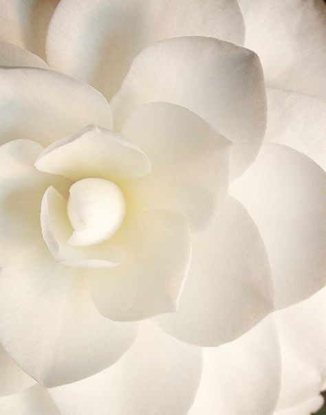 Cuadros Diy, White Camellia, Image Nature, Colorful Roses, Simply White, Shades Of White, Beautiful Blooms, White Flower, Pure White