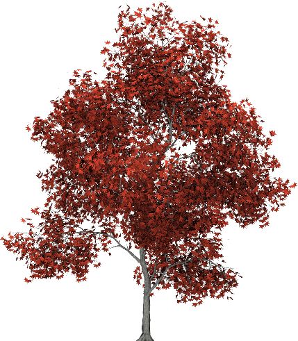 Imgur: The most awesome images on the Internet. Tree Photoshop, Tree Autumn, Red Maple Tree, Tree Model, Garden Illustration, Tree Sketches, People Tree, Tree Png, Architecture Collage