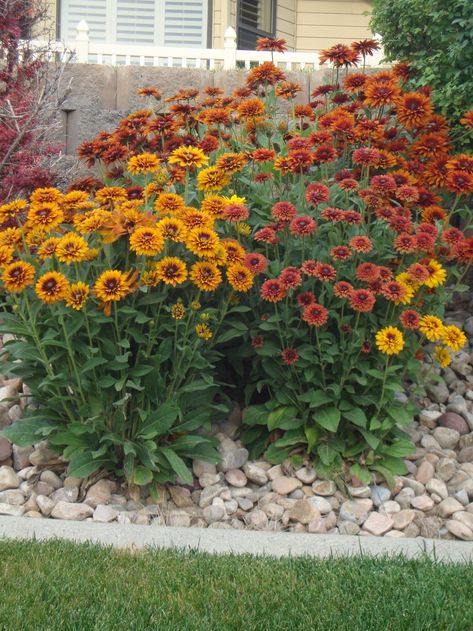 Rudbeckia Sahara, Rudbeckia Hirta, Mediterranean Patio, Pool Fence, Flower Landscape, Dog Fence, Garden Fencing, Highland Park, Autumn Garden