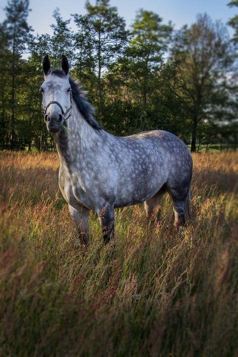 White Horse, Trees, Horses, Grey, Green, White