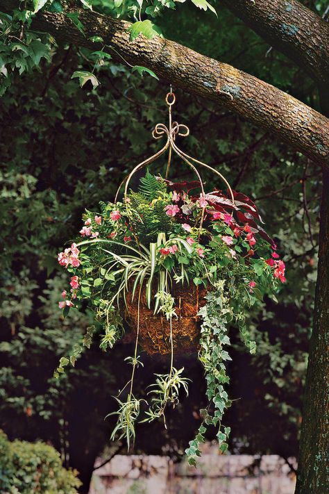 Dazzling, Dangling Garden Container Gardening Ideas, Spider Plant, Garden Basket, Garden Containers, Spider Plants, Container Flowers, Hanging Garden, Hanging Planter, Hanging Basket