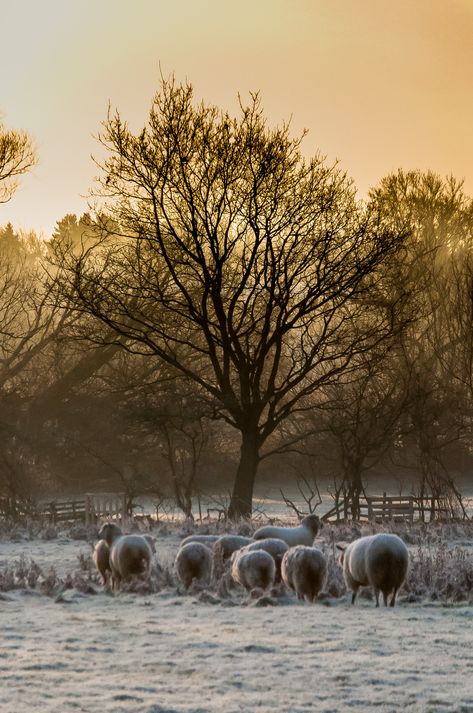 https://flic.kr/p/QvH9gG | Frosty morning | Frosty morning Frosty Morning, Beginning Of Spring, Sunset Rose, Artsy Fartsy, Beautiful Creatures