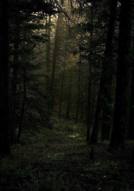 Witchcraft Aesthetic, Woodland Wedding Venues, Forest Glade, Dark Forest Aesthetic, Forest Core, Dark Landscape, Foggy Forest, Dark Nature Aesthetic, Forest Path