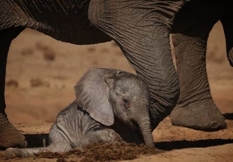 Newborn Elephant, Elephant Calf, Newborn Animals, Elephant Pictures, Lucky Elephant, Baby Animals Pictures, Elephant Love, African Elephant, Animal Photo