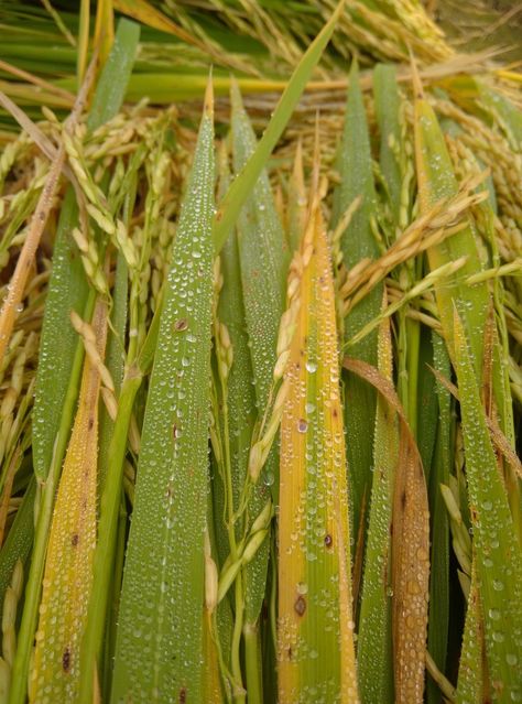 Rice Farmers, Village Photography, Rural Life, Village Life, Farmer, Rice, Photography