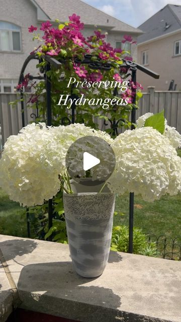 The_gardensage11 on Instagram: "To preserve your hydrangeas is quick and easy. Select flowers just before they reach their peak. Follow the stem down to a node and cut just above it. Then take the stem and make a second cut just below a node. Have a vase ready with about 2” of water and add the stems to the vase. Leave the flowers in the vase until all the water is absorbed.DO NOT ADD WATER. In about  a week your hydrangeas should be dry and ready for anything you have in mind. #hydrangea #dryingflowers #gardeninspiration #gardening #preservingflowers #annabellehydrangea" Planting Food, Incrediball Hydrangea, Annabelle Hydrangea, Hydrangea Care, Dried Hydrangeas, Using Chalk Paint, Hydrangea Garden, Planting Hydrangeas, Fertilizer For Plants