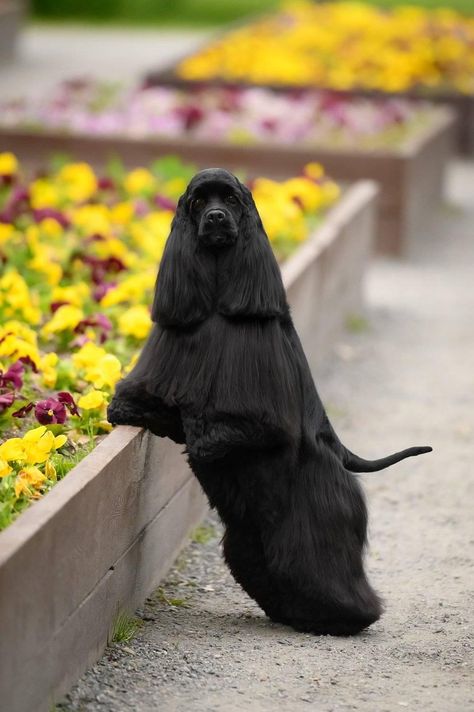 Black Cocker Spaniel Puppies, Dogs Photography, Black Cocker Spaniel, Group 8, Fluffy Cows, Aussie Dogs, American Cocker Spaniel, Cocker Spaniel Puppies, Cocker Spaniel Dog