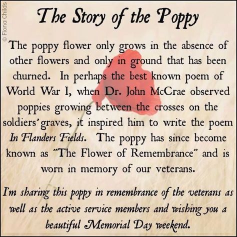 The Story Of The Poppy patriotic memorial day happy memorial day memorial day quotes memorial day images happy memorial day quotes memorial day image quotes memorial day image Poppy Symbolism, Remembrance Day Art, Veterans Day Quotes, Memorial Day Quotes, Veterans Day Activities, John Mccrae, Flanders Field, Veteran’s Day, Anzac Day