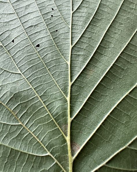 This afternoon’s nature connection walk led us to the ‘Library of Leaves’ 🍁🍃🍂🌱. As we explored the diverse shapes, sizes, patterns, and textures of the leaves around us, we were reminded of the vast variety in nature—each leaf a unique chapter in the story of the woodland. Take a moment to ponder: What can the diversity of leaves teach us about embracing our own unique qualities and the differences in those around us? 🌿 #NatureConnection #MindfulMoments #DiversityInNature Nature Patterns Geometric, Curves In Nature, Circles In Nature, Lines In Nature, School Reference, Nature Connection, Geometry In Nature, Nature Projects, Natural Patterns