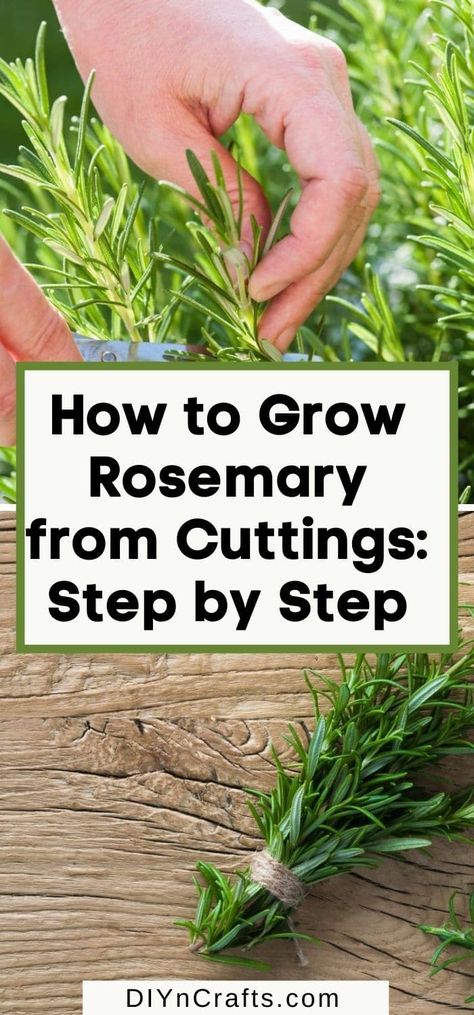 Rosemary From Cuttings, Rosemary Plant Care, How To Grow Rosemary, Propagate Rosemary, Grow Rosemary, Tree Grafting, Pruning Trees, Rosemary Herb, Growing Rosemary