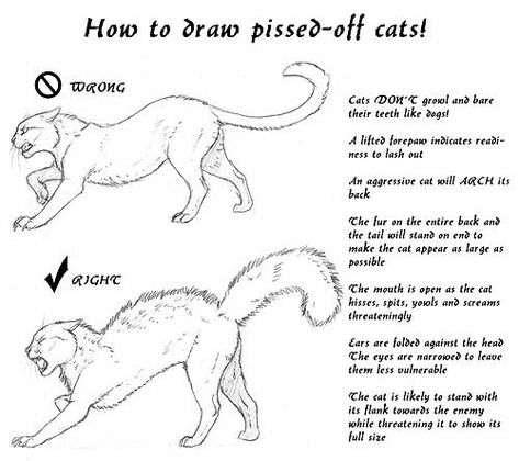 Warriors Fanart, Cat Drawing Tutorial, Cats Art Drawing, Cat Anatomy, Learning To Draw, Warrior Cat Drawings, Animal Anatomy, Cat Sketch, Warrior Cats Art