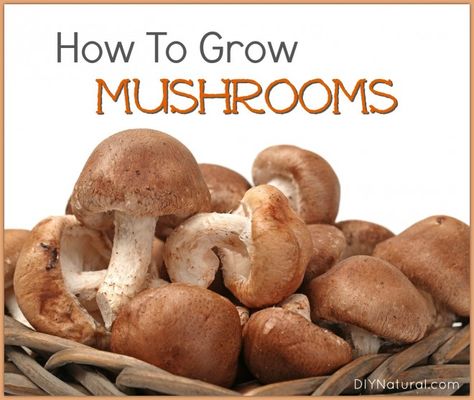 How To Grow Mushrooms Grow Mushrooms At Home, Growing Shiitake Mushrooms, How To Grow Mushrooms, Grow Mushrooms, Growing Mushrooms At Home, Garden Mushrooms, Edible Mushrooms, Shiitake Mushroom, Growing Indoors