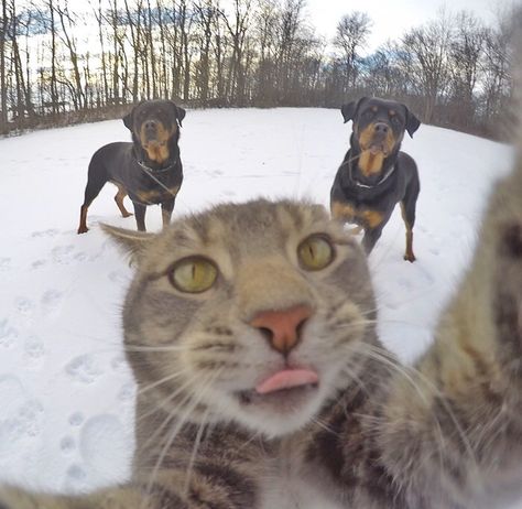 Cat takes selfie with 2 dog friends. From Imgur.com Taking Cat, Cat And Dog Memes, Gatto Carino, Cat Selfie, Image Chat, Funny Cats And Dogs, Funny Animal Pictures, Dog Memes, Animal Photo