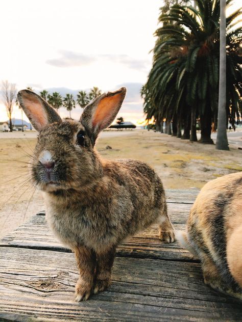 Bunny Island Japan, Bunny Island, Wild Rabbits, Rabbit Island, List Inspiration, Adorable Bunnies, Fluffy Rabbit, Unlikely Friends, Bunny Lovers