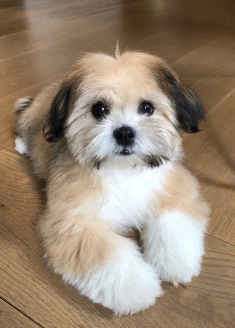 Shichon Full Grown, Teacup Maltipoo Puppies For Sale, Malshi Dogs, Shihpoo Puppies Full Grown, Poodle Maltese Mix Puppies, Maltese Puppies For Sale Near Me, Maltipoo Puppies For Sale Near Me, Havanese Poodle Mix Puppies, Puppies For Sale Near Me Free