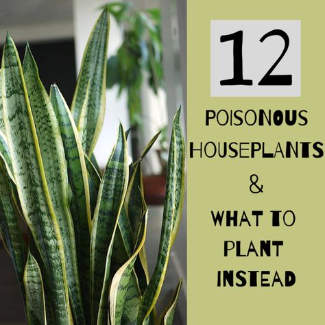 12 Poisonous Houseplants, Their Health Effects, and Safe Alternatives. Some houseplants are poisonous and should be kept away from children and pets. I describe twelve toxic plants and some safe alternatives. Plants Poisonous To Dogs, Plants Toxic To Dogs, Dog Friendly Garden, Common House Plants, Peace Lily Plant, Planting For Kids, Small House Plants, Easy House Plants, Indoor Flowering Plants