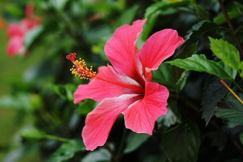 Hibiscus Plant Care, Hardy Hibiscus Plant, Hibiscus Tree, Pretty Pink Flowers, Hardy Hibiscus, Enchanting Garden, Plant Benefits, Plant Zones, Hibiscus Plant