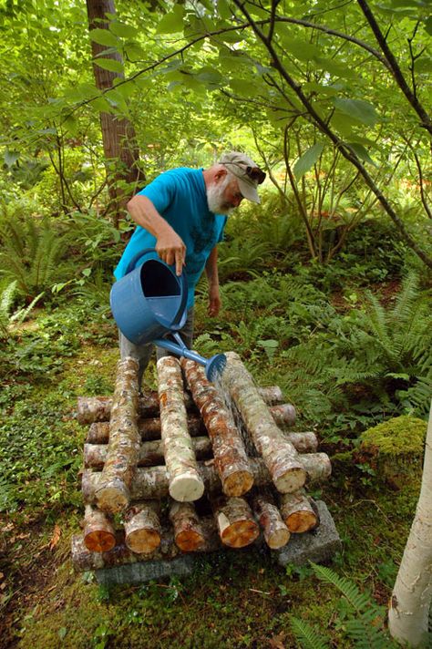 Growing Shiitake Mushrooms, Shitake Mushrooms, Dr Weil, Growing Mushrooms At Home, Mushrooms Growing, Mushroom Growing, Shitake Mushroom, Mushroom Cultivation, Garden Mushrooms